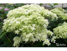 Hayes Starburst (������������ ���� �������� ����������� ���������).jpg