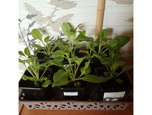 ������� �������