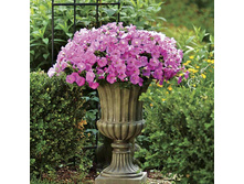 ������� Shock Wave® Pink Shades