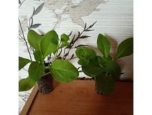 ��� ���� �����