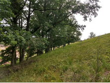 256412387-img 20200606 151153586 hdr.jpg