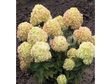 ��������� �. ������ ����, �2/3