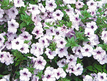 ������ �������