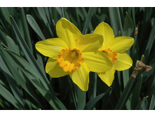 Carlton (5 ���. � ��) ������� ���� 1,97 ���� �������� 1 ��.jpg