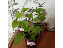 �������� �����