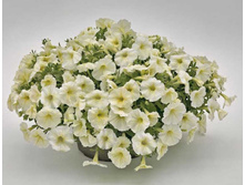 ������� Pendolino Yellow Center