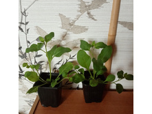 ������ ��� ����