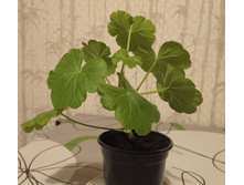 ���������� - 150 ���.