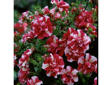 ������� Tumbelina Scarlett Ripple 155�