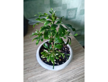 Aglaia odorata variegata.