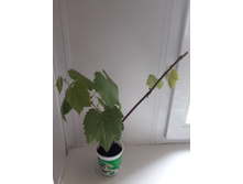 ������ �������� �������