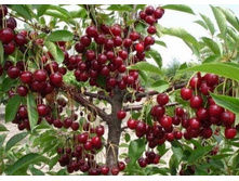 ����� ����������+22�