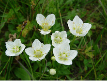 ������� ��������.jpg