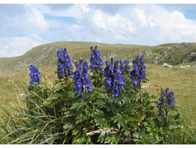 ������ ����� ��������.jpg