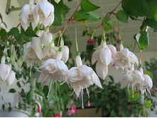 ������ White King 130�
