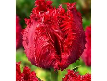 Barbados Exclusive ( 5 ��� � ��.) ������� ���� 4,08 ���� �������� 1 ��.jpg