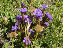 Gentianella biebersteinii.jpg