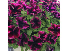 ������� Crazytunia Cosmic Pink 150�