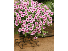 ������� Surfinia Pink Vein 150�