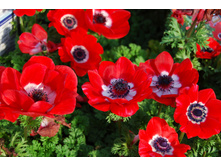 ������� Hollandia (��� � ��. 15 ) ������� ���� 2,74 ���� �������� 2 ��.jpg