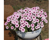 ������� Shock Wave® Pink Vein