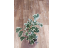 Triangularis White Margin.