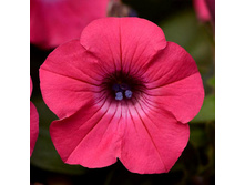 ������ ��� ����