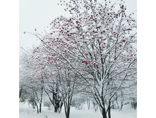 256392098-img 20211217 083410 816.jpg