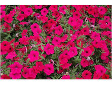 ������ �����