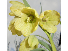 ������ ���������������