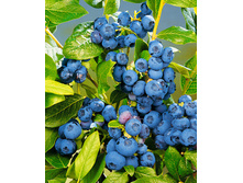 �������� �������, �7, 50-60, 650 ���