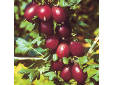 ��������� ��������, �2, 370 ���