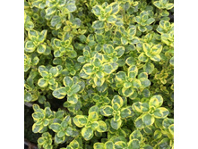 ������ ������ �����. ���� 120�