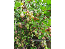 ��������� "������ ������"