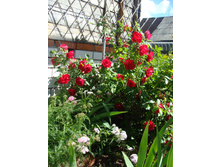 ���� ���������