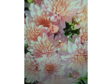 ���� ������� �������� ������-��������