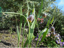 ��� �������