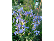 ���� ��������� �������. ���� 60-80�.