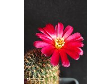 Sulcorebutia polymorpha