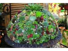 ������ ������������� �������