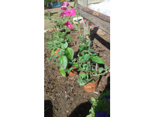 ��� ����