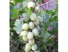 ��������� ������� �����, �2, 370 ���