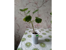 ������ � �������� �������. ���� 50 �. ������ �����, ������� ������� ������