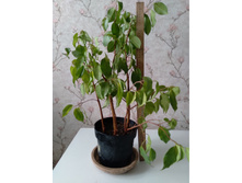 ����� ���������� 1. ���� 200�.