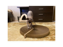 ���� �������.���������� �������.������� - ������� !����������� �������� ��� �����, ������� � �����. ������� ���� ������� � ���������� �������, �������, ������. �����85