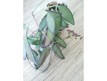 Hoya cv. Rosita.