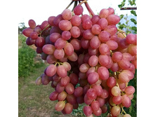 �������� �����