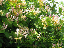 ��������� ���������