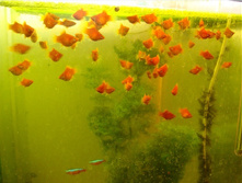 ������� �����������