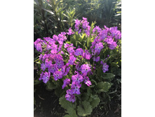 ������� ��������